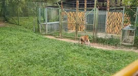 Tiger terrifying with visitors truck by running away from it