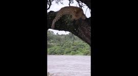 Leopard sleeps above river in flood