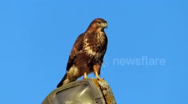 A Buzzard Spotted at New Tower Building, Local Wildlife Enthusiasts Thrilled!