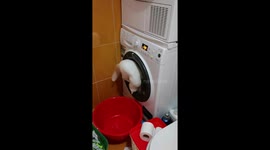 A white cat reacting to the washing machine spinning