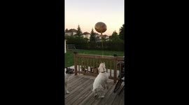 Daily doggo balloon chase, helium balloon hours of fun, boxer dogs funny tied helium balloon to my boxer, tire out your puppy, white and brindle boxers ,