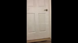 White boxer dog learns to open the door herself. Rescue dog. Boxer dog refuses to stay upstairs opens door by herself