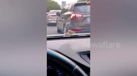 Mouse pokes head out of bonnet as car moves along road in China