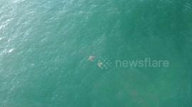 Little stingray rear ends a big stingray making it jump sky high!