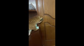 Smart tabby cat twists knob to open door