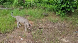 Cat vs Checkered  Garter Snake in Odisha . cat playing garter snake in the garden in India . NATURE ANIMAL