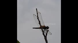 Small fly vs dragonfly . Small fly attack on sitting dragonfly in Odisha India . insects in the World