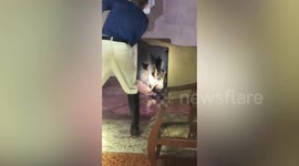 Terrified family find king cobra inside their SOFA
