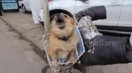 Helpful dog guards parcels for delivery man