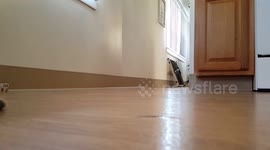 Slow motion cat