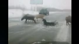 Sheep slip on icy road following snow