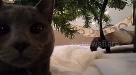 A cat and a ferret play together under a Christmas tree