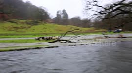 Stranded sheep rescued by sheep dog from island in Ambleside, UK