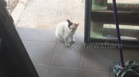 Having a chat with a cat that's being bullied by another cat