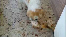 Dog hangs out with chick friends