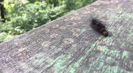 Brazilian Hairy Caterpillar