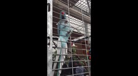 Hilarious talkative parrot