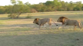 Lion pride hunts down three buffalo at Kruger National Park