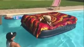 Doggy life jacket helps swimming lessons