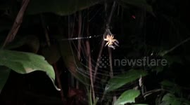 Giant Spider in Peruvian Amazon devours unsuspecting moth