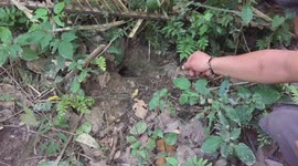 Goliath Tarantula coaxed from its hiding place in Peruvian Amazon