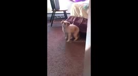 Twerking Dog