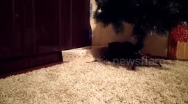 One of my cats escapes from the box trap