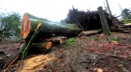 Massive tree smashes across road