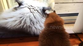 Cats epic reaction watching himself on YouTube!