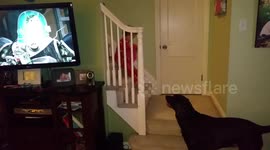 Ava's first trip down the steps for Christmas