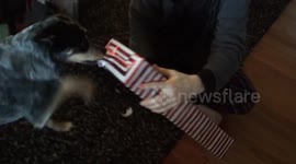 Merry Pupmas