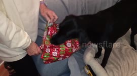 Dog is excited about its Christmas present