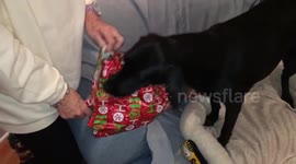 This dog really loves its Christmas present