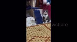 Cute cats feel the beat