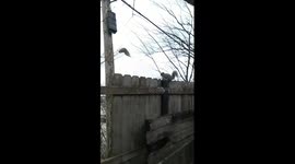 Jumping squirrel misses branch