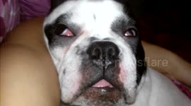 French bulldog snoring extremely loudly