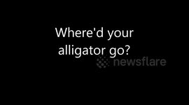 Where'd your alligator go?