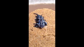 Blue Dragon washes up on Garie Beach