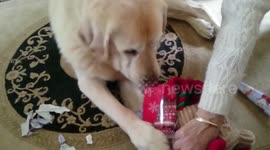 Excited dog unwraps Christmas present