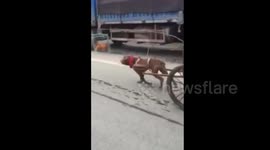 Dog hoodwinked to pull cart with chicken hung in front as decoy