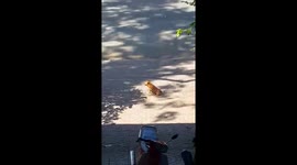 Tiny Cute Dog pretends to be disabled