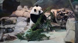 Active 2.5 years-old panda Yuan Zai at Taipei Zoo