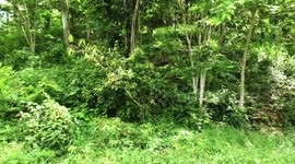 Mayan ruins in the jungle