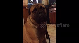 Mastiff slobbers so much it forms a 'bubble'
