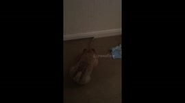 Naughty puppy pulls tape of the wall