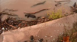 Cute dog barking at driftwood in the river