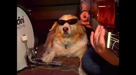 Do I Wanna Know? by Arctic Monkeys w/ Maple