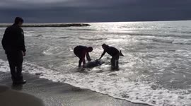 Rescuers work to save beached dolphin in Málaga
