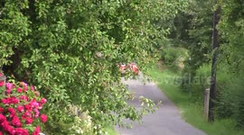 RALLY CRASH PORSCHE ACCIDENT