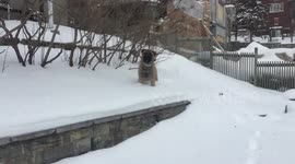 Huge Mastiff scared to jump 2 feet into snow